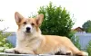 Photos supplémentaires: welsh corgi pembroke chiots filles de Interchampion