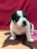 Photo №4. Je vais vendre jack russell terrier en ville de Haifa. annonce privée - prix - négocié