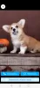 Photo №1. welsh corgi - à vendre en ville de Rostov-sur-le-Don | négocié | Annonce №79308