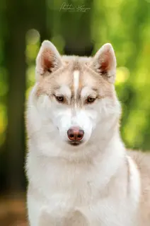 Photos supplémentaires: Husky chiots, spectacles prometteurs