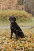 Photo №3. Curly Coated Retriever de futurs parents. Fédération de Russie