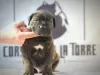 Photo №3. Chiots Cane Corso. Serbie