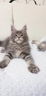 Photo №1. maine coon - à vendre en ville de Nizhny Novgorod | Négocié | Annonce № 3390