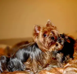 Photo №1. yorkshire terrier - à vendre en ville de Czulice | 350€ | Annonce №841