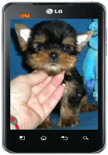 Photo №1. yorkshire terrier - à vendre en ville de Naberezhnye Chelny | 142€ | Annonce №2991