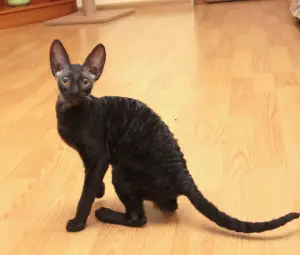 Photo №2 de l'annonce № 3365 de la vente cornish rex - acheter à Fédération de Russie de la fourrière