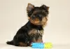 Photos supplémentaires: Chiots Yorkshire Terrier à vendre