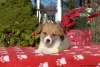 Photo №3. Adorables chiots Pembrokeshire Corgi enregistrés au KC 1(281)698-7719. USA