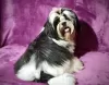 Photo №4. Je vais vendre shih tzu en ville de Долинская. éleveur - prix - négocié