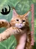 Photo №1. maine coon - à vendre en ville de Saratov | 554€ | Annonce № 96579