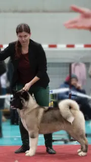 Photo №3. Akita américain. Fédération de Russie