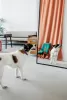 Photos supplémentaires: Le chien miniature Suri cherche un foyer !