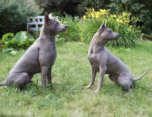 Photo №1. chien thaïlandais à crête dorsale - à vendre en ville de Viimsi | 1500€ | Annonce №868