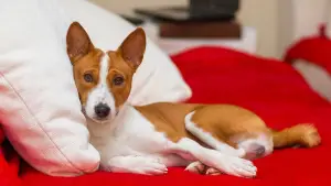 Photo №1. basenji - à vendre en ville de Grodno | Négocié | Annonce № 812