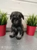 Photo №1. schnauzer miniature - à vendre en ville de Москва | négocié | Annonce №10425