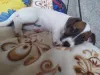 Photo №1. jack russell terrier - à vendre en ville de Москва | 480€ | Annonce №8080