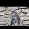 Photo №1. maine coon - à vendre en ville de Aigle | 379€ | Annonce № 9946