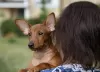 Photos supplémentaires: Chiot pinscher nain rouge foncé 3 mois.