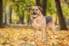 Photos supplémentaires: Gerda, une chienne très intelligente et reconnaissante, cherche une famille !