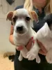 Photo №2 de l'annonce № 96956 de la vente jack russell terrier - acheter à La finlande annonce privée