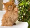 Photo №3. Chatons Maine Coon vaccinés pour adoption. Espagne