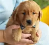 Photo №1. golden retriever - à vendre en ville de Miami Beach | 208€ | Annonce №64454