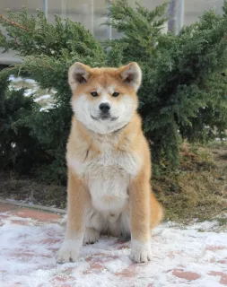 Photo №3. Chiots Akitu inu du Grand Champion. Biélorussie