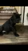 Photo №2 de l'annonce № 91653 de la vente cane corso - acheter à Biélorussie annonce privée