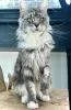 Photo №1. maine coon - à vendre en ville de Laredo | 284€ | Annonce № 102798