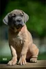 Photo №2 de l'annonce № 102913 de la vente cane corso - acheter à Serbie éleveur