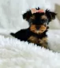 Photo №1. biewer yorkshire terrier - à vendre en ville de Флорида Сити | 379€ | Annonce №127294