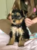 Photo №4. Je vais vendre yorkshire terrier en ville de Slovenská Ľupča. annonce privée - prix - 850€