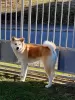 Photos supplémentaires: Chiots Akita Inu japonais