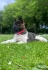 Photo №4. Je vais vendre akita (chien) en ville de Vilnius. annonce privée - prix - 350€