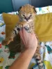 Photo №3. chatons savannah , serval et caracal. Australie