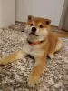 Photo №1. shiba - à vendre en ville de Vladičin Han | négocié | Annonce №126918