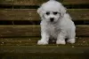 Photo №4. Je vais vendre bichon à poil frisé en ville de Jüchen. annonce privée - prix - 450€