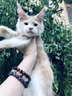 Photos supplémentaires: Maine Coon chaton couleur crème