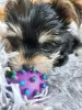 Photos supplémentaires: Il reste 2 superbes chiots Yorkshire Terrier (âgés de 10 semaines)