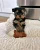 Photo №1. yorkshire terrier - à vendre en ville de Skövde | 380€ | Annonce №125804