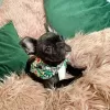 Photo №1. bouledogue - à vendre en ville de Sydney | négocié | Annonce №120924