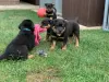 Photo №2 de l'annonce № 36308 de la vente rottweiler - acheter à USA annonce privée