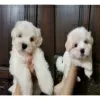 Photo №1. bichon maltais - à vendre en ville de Амстердам | négocié | Annonce №44020