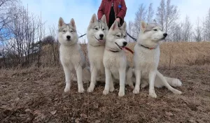 Photo №1. husky de sibérie - à vendre en ville de Vyborg | 150€ | Annonce №6479