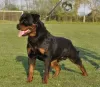 Photo №2 de l'annonce № 95989 de la vente rottweiler - acheter à Serbie 