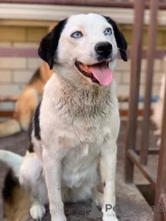 Photo №1. chien bâtard - à vendre en ville de Anapa | Gratuit | Annonce №7280