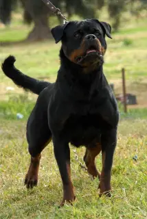 Photo №1. rottweiler - à vendre en ville de Annaba | Négocié | Annonce №4913