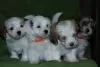 Photos supplémentaires: Chiots bichon havanais