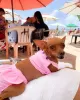 Photo №1. pinscher nain - à vendre en ville de Калифорния Сити | négocié | Annonce №99083