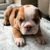 Photo №1. bulldog anglais - à vendre en ville de Leszno | 450€ | Annonce №10198